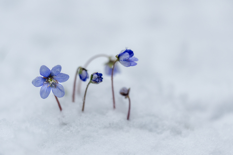 Leverbloempjes in de sneeuw. 