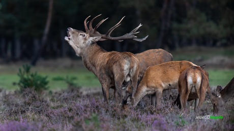 Edelhert in bronsttijd