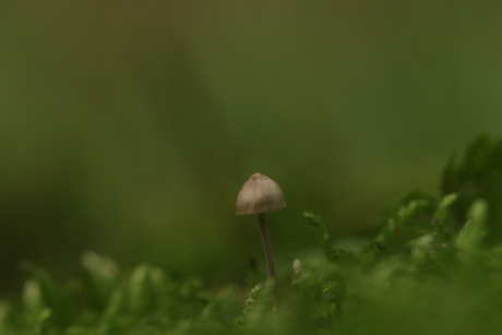 Mycena