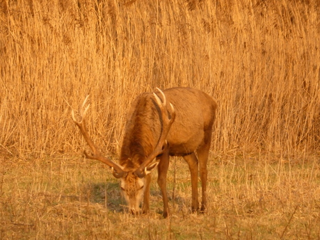 Edelhert met groot gewei