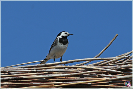 Witte kwikstaart …