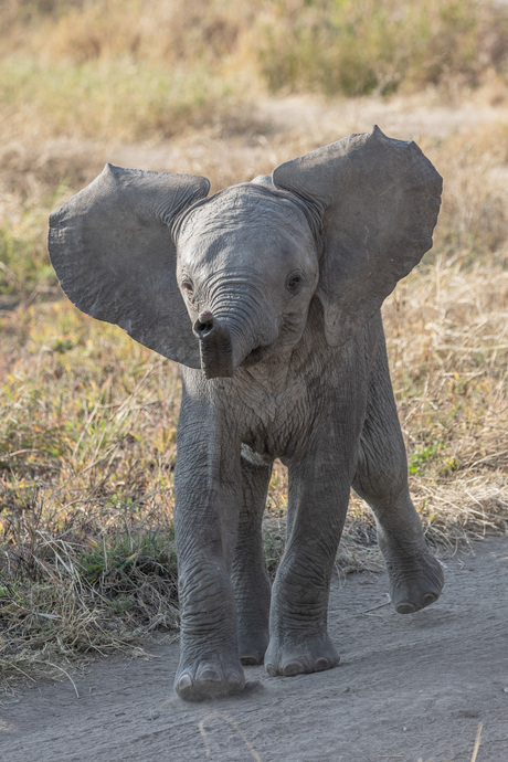 Happy Elephant!