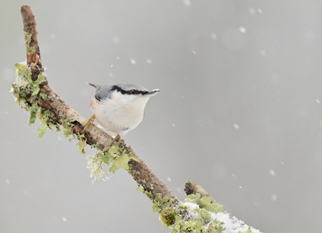 Boomklever in de sneeuwstorm
