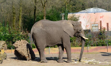 Afrikaanse Olifant 