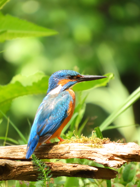 Kingfisher