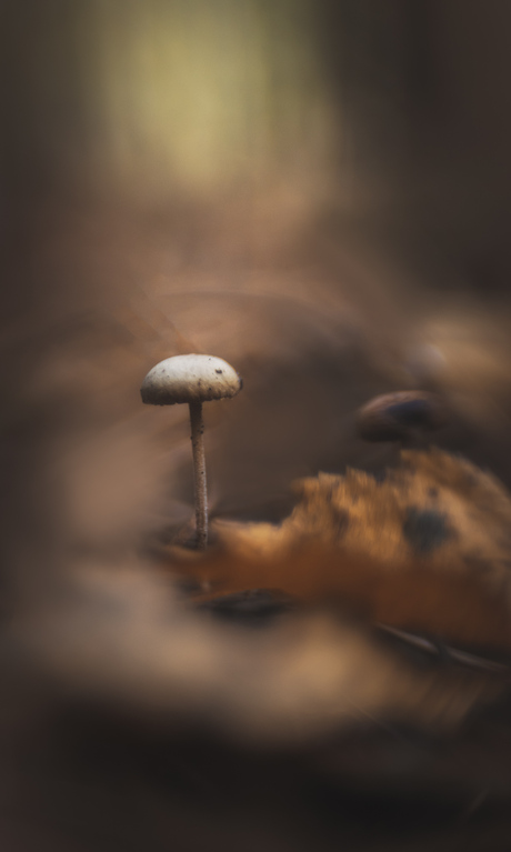 Padddenstoeltje Lensbaby