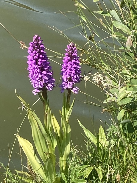 Wilde orchideeën 