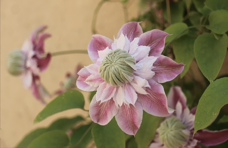 de clematis