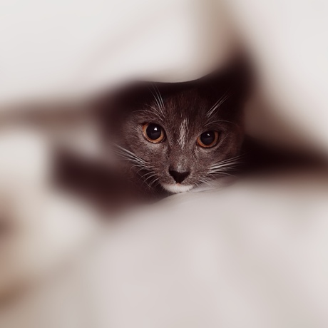 Een wolkje zachtheid... 