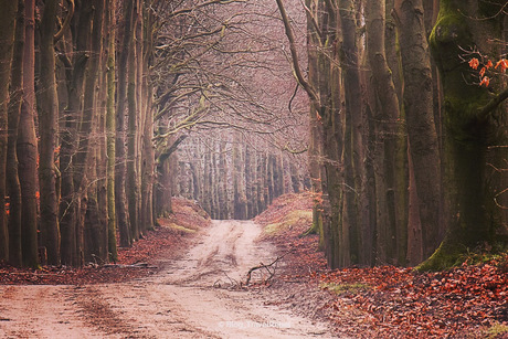 Bomenlaantje op de Veluwe