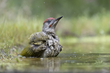 Groene specht neemt een bad