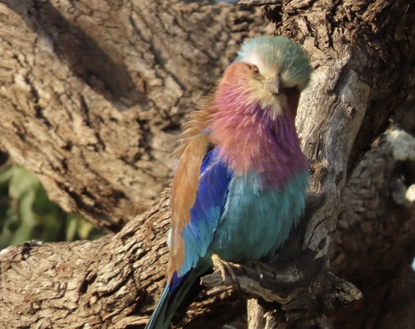 lilac-breasted roller (Coracias caudatus) Zuid-Afrika 