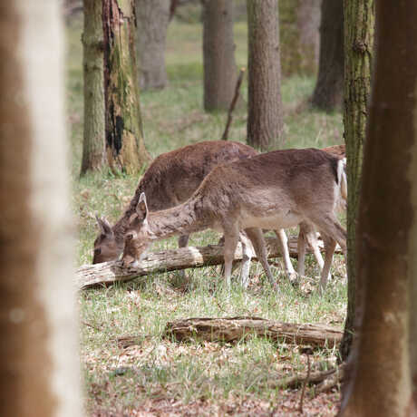 Amsterdamse waterleidingduinen