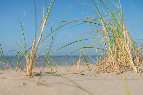 gras in de zeewind
