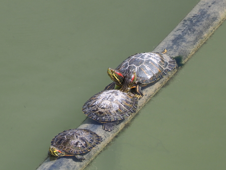 Schildpadden 