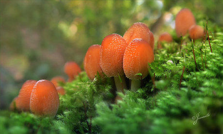 Paddenstoeltjes tussen het mos.