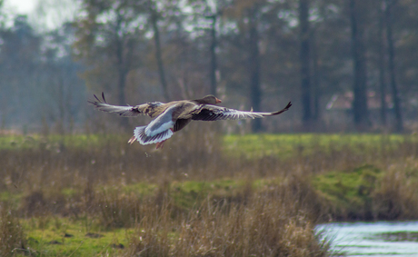 Gans onderweg