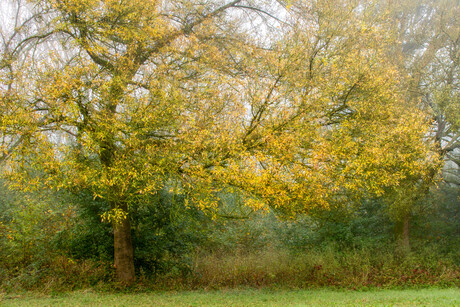 Geel gekleurde boom