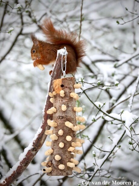 1 April 2022 het is voorjaar en dit eekhoorntje zit in de Sneeuw aan de pindabar !!! 
