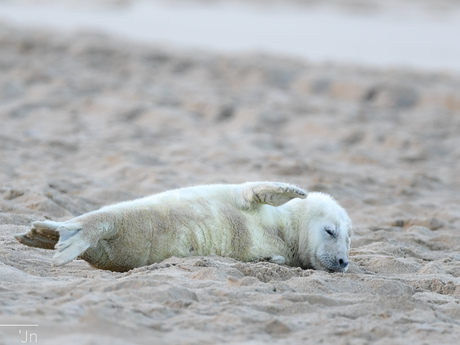 Juveniele zeehond
