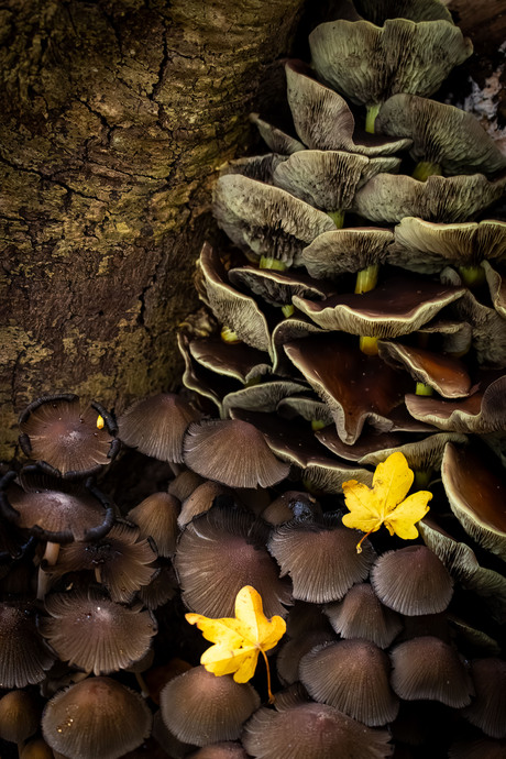 Paddenstoelen met blaadjes