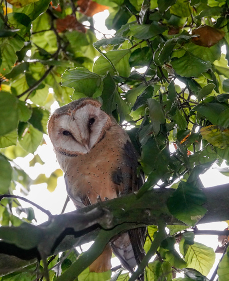 Kerk uil....