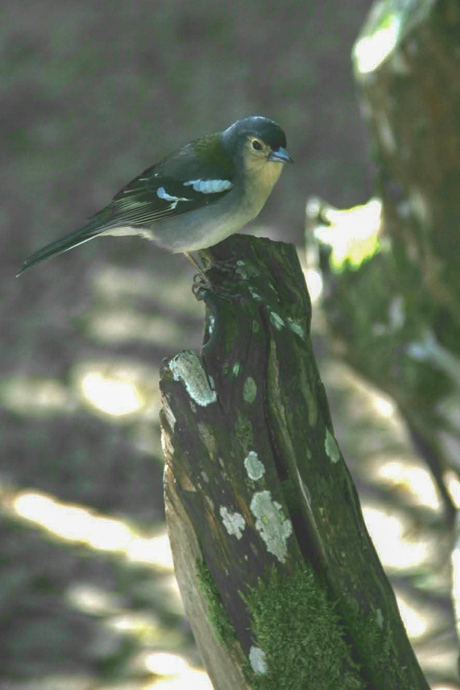 Mannelijke blauwvink 