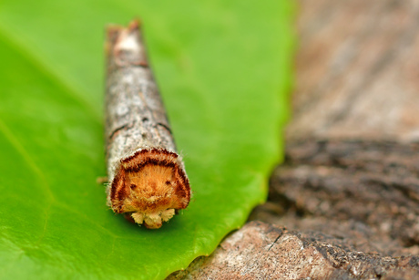 Nachtvlinder, Wapendrager