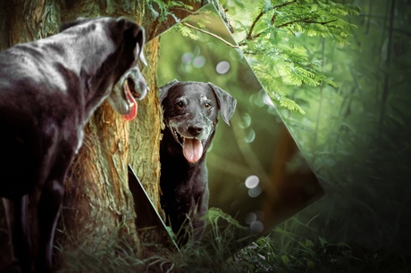 De oude hond voor de spiegel