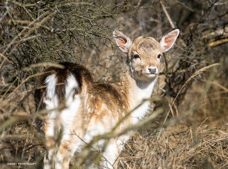 Bambi