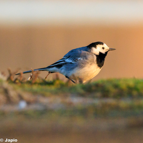 Kwikstaart in de vroege ochtend.