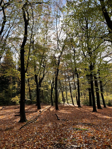 Herfst in de Kaapse Bossen