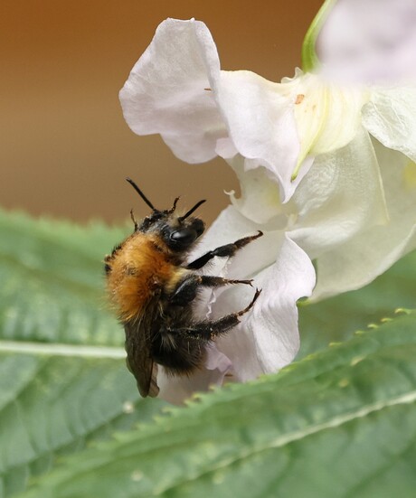 Akkerhommel vertrekt van bloem.