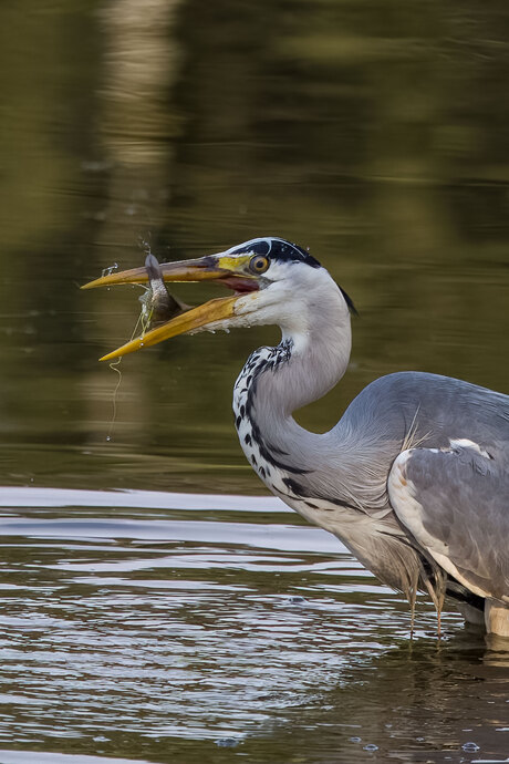 evening snack