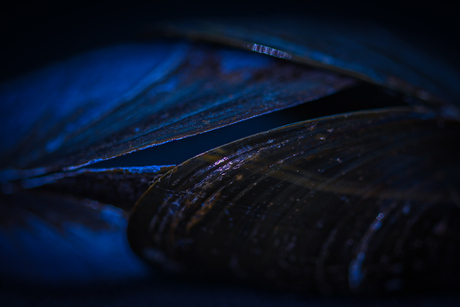 Mosselen op eigen wijze