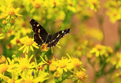 Vlinder