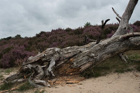 Kalmthoutse Heide