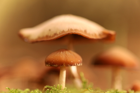 Op zoek naar paddenstoelen in het bos.