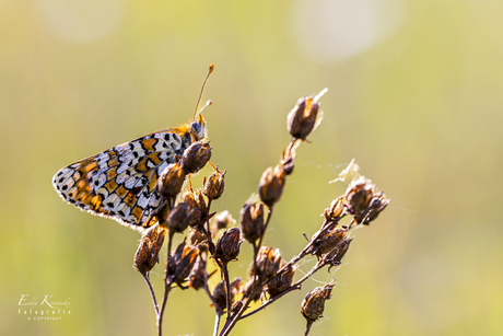 De veldparelmoervlinder (melitaea cinxia)
