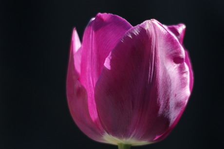 tulp