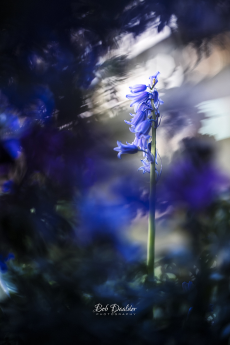 Hyacinth in a blue environment 
