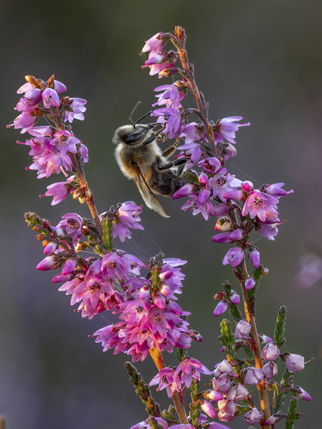 Blije bij bij de hei