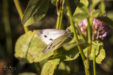 klein geaderd witje (Pieris napi) tussen de klavers.