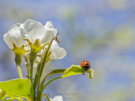 Hoog in het leiboompje