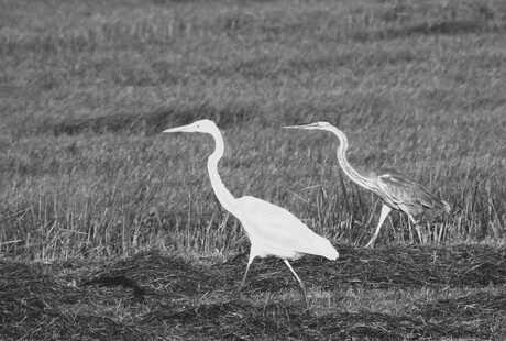 Die het eerst komt, die het eerst maalt!