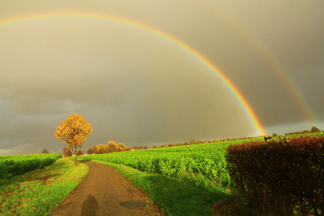 Regenboog