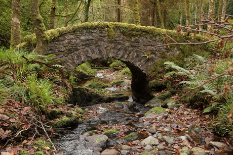 Bruggetje in het groen