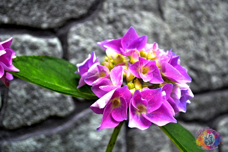 Bloem