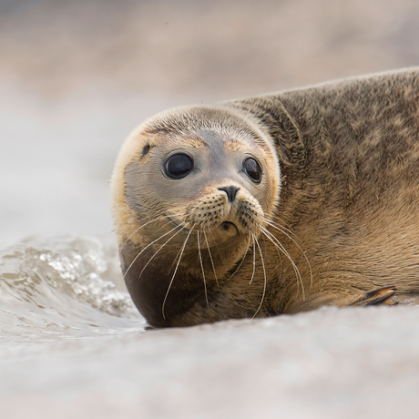 Zeehond