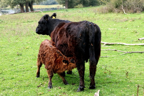 Natuurgebied Blauwe Kamer.